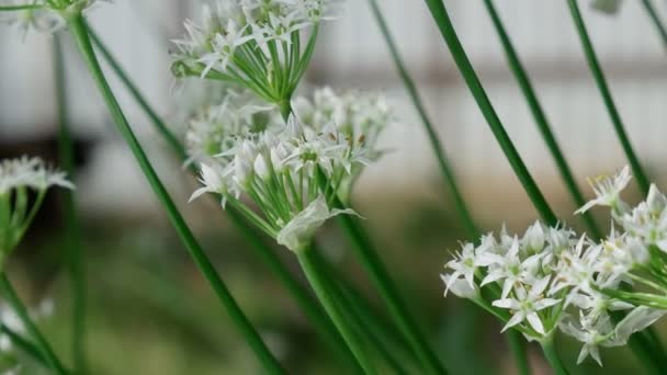 Campo de floración Allium ursinum, ajo de hoja ancha, ajo de madera, puerro de oso. Enfoque selectivo — Vídeos de Stock