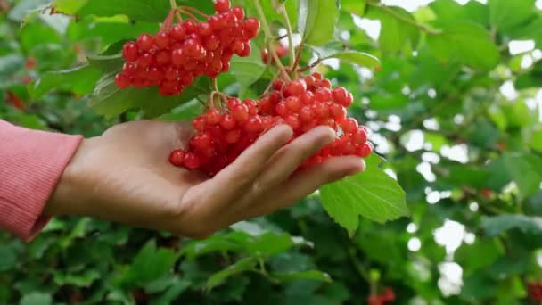 Red ripe Viburnum berries on a tree. Kalina. Autumn. Selective focus — Stock Video