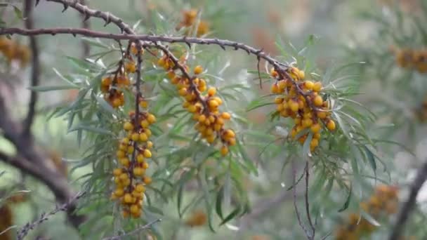 Sea buckthorn growing on a tree close-up Hippophae rhamnoides. Medical plant. Selective focus — Stock Video