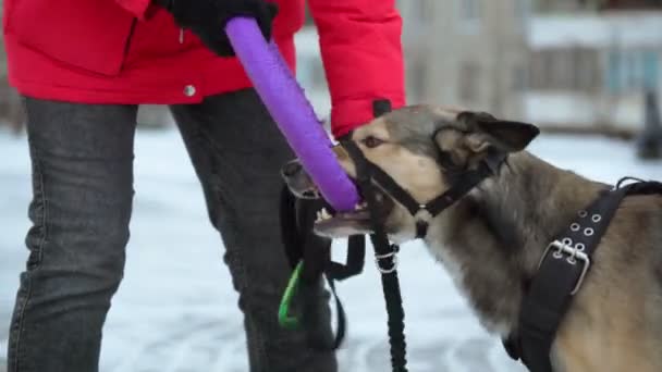 Dog plays with owner outdoor winter. Owner playing with pet outside. — Stock Video
