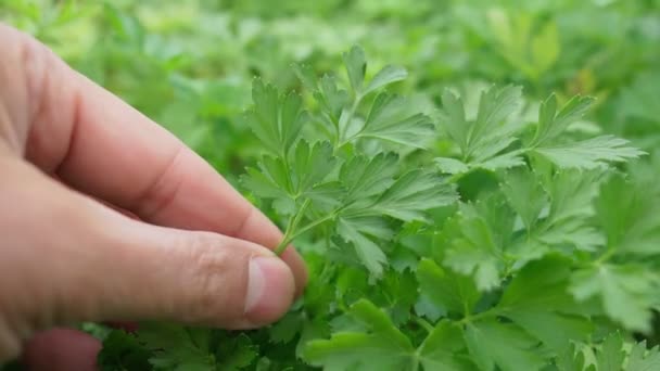 Green parsley. growing herbs, parsley leaves. Soft focus Harvesting concept. — Stock Video