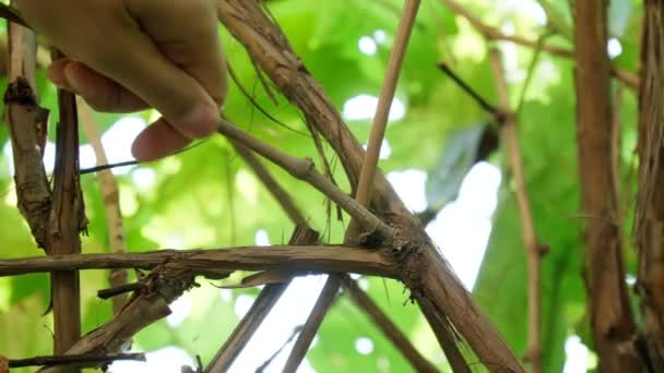 Viticultor poda uma vinha com uma tesoura de jardim na vinha do Outono. Fecha. Foco seletivo — Vídeo de Stock