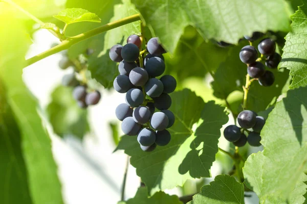 Black Grapes Branches Vineyard Close Grape Growing Wine Making Selective — Stockfoto