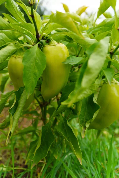 Ωριμάζουν Πράσινες Πιπεριές Κρέμονται Στο Φυτό Ένα Λαχανόκηπο Βιολογική Συγκομιδή — Φωτογραφία Αρχείου