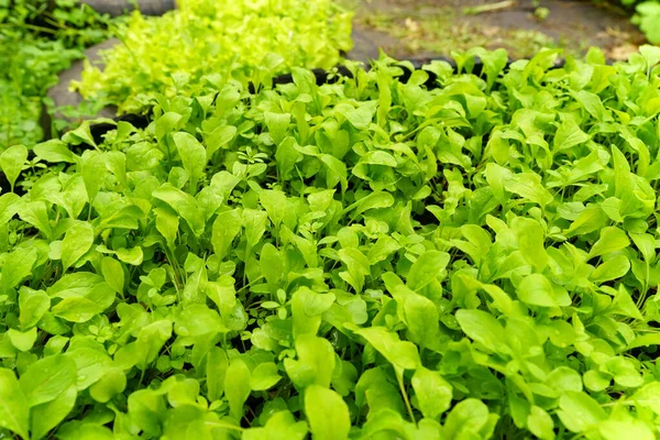 Fresh Spinach Leaves Selective Focus Healthy Vitamin Food Concept — Stock Photo, Image