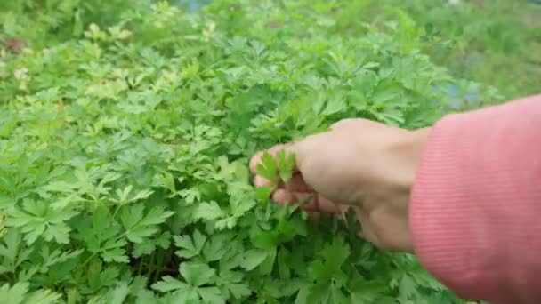 Grown outdoors in the garden harvest. Green background of parsley leaves, close-up — Stock Video