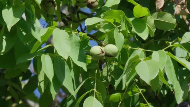 Walnuss ist die Mutter aller Bäume der Gattung Juglans Familie Juglandaceae, Juglans regia. — Stockvideo