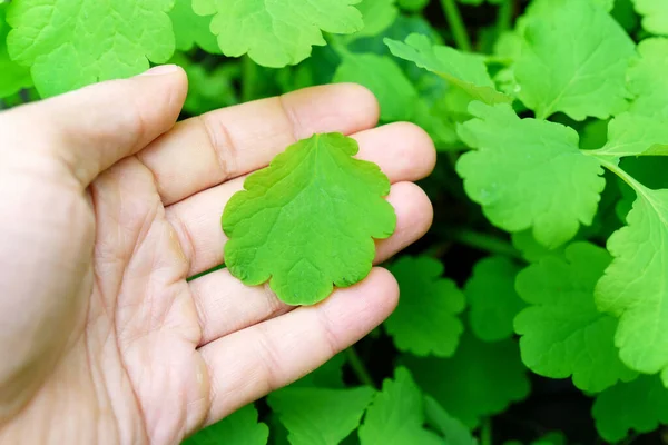 Chelidonium Majus Foglie Noto Anche Maggiore Celandine Concetto Rimedio Alle — Foto Stock