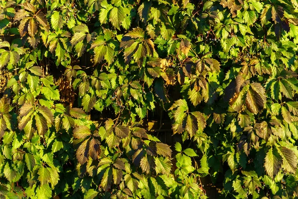 Parthenocissus Quinquefolia Uva Parthenocissus Inserta Vitigno Legnoso Del Genere Maiden — Foto Stock