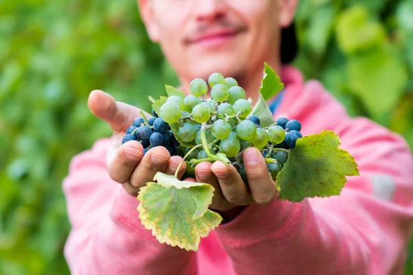 Homem Colhendo Uvas Alimentos Orgânicos Vinho Fino Feito Mão Foco — Fotografia de Stock