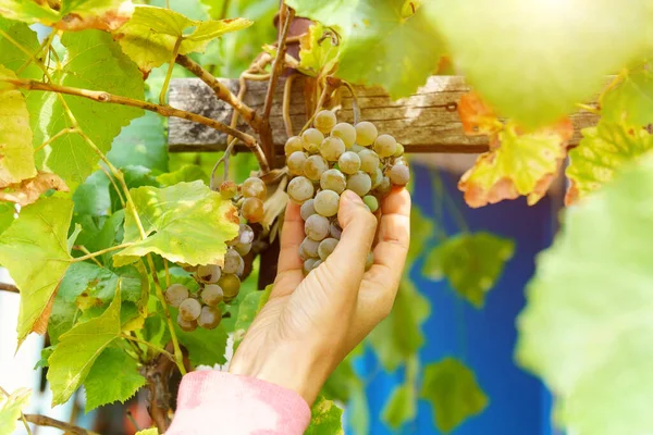 Grapes Branches Vineyard Close Selective Focus Grape Growing Wine Making — Fotografia de Stock