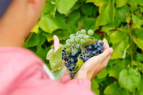 Ripe Grapes Close Harvesting Plant Fruit Growing Selective Focus — Fotografia de Stock