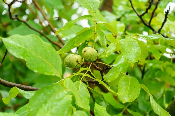 Nueces Verdes Inmaduras Cuelgan Una Rama Hojas Verdes Nuez Inmadura —  Fotos de Stock