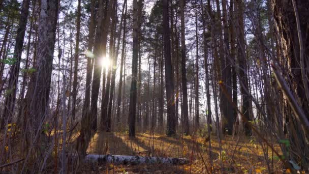 Paisagem do parque florestal, tempo ensolarado. Natureza sazonal. Um dia quente de outono ao ar livre — Vídeo de Stock