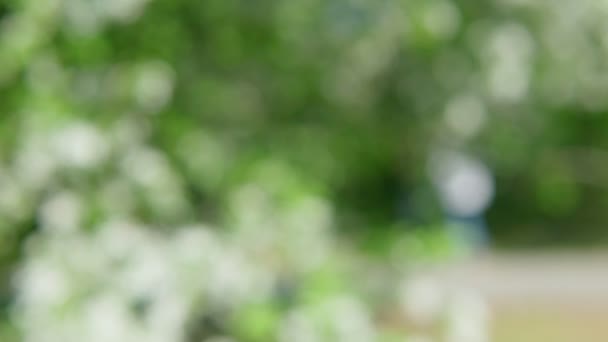 화려 한 여름 장식 비단 날 개새의 추상 예술 이 정원에 있는 모습. — 비디오