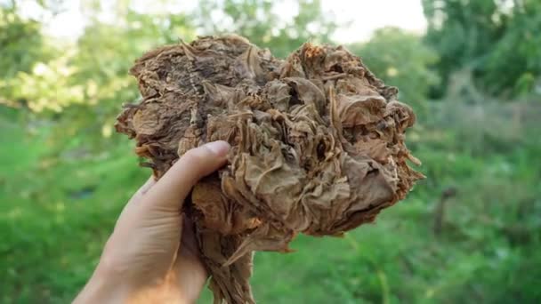 Agriculture Farmers use tobacco leaves to make cigarettes and cigars. Selective focus. — Stock Video