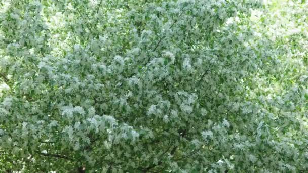 Białe płatki i białe kwiatuszki w tle. Koncepcja kwiatowa z miękkim wiosennym ogrodem bokeh. Skupienie selektywne. — Wideo stockowe