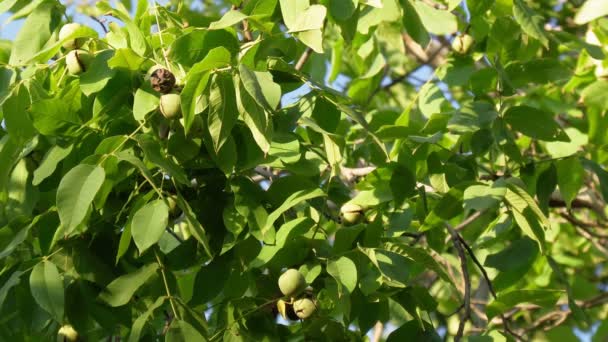 Gröna blad och mogen valnöt. Råa valnötter i ett grönt nötskal. Frukter av valnöt. — Stockvideo