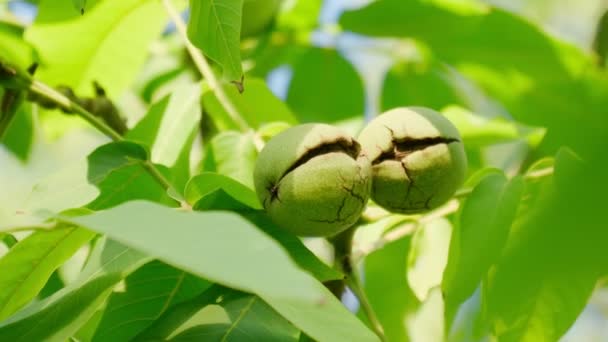 Walnut is the nut of any tree of the genus Juglans Family Juglandaceae, Juglans regia. — Stock Video