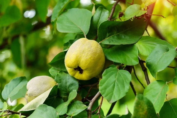 Quince Fruits Grow Quince Tree Green Foliage Autumn Garden Ripe — Stock Photo, Image