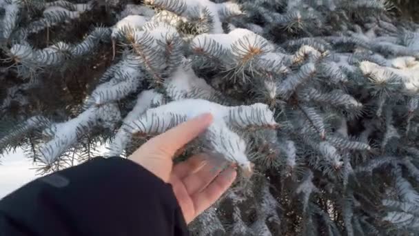 Śnieg na gałęziach choinki. Zamarznięte gałęzie drzew w lesie. Pierwszy śnieg. Zimna pogoda. Sezon zimowy — Wideo stockowe
