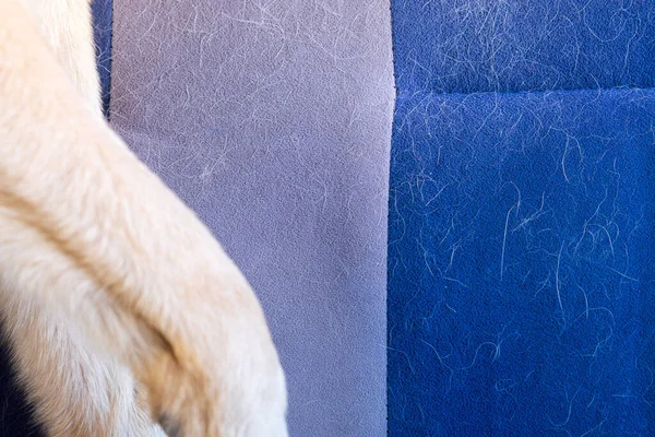 Γούνα Του Σκύλου Στο Κάθισμα Του Αυτοκινήτου Έννοια Της Εποχιακής — Φωτογραφία Αρχείου
