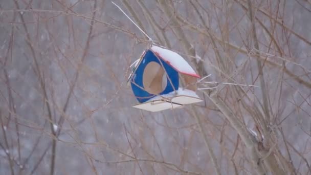 Fågelhus i parken vintertid under snöfall. Selektivt fokus. Långsamma rörelser — Stockvideo