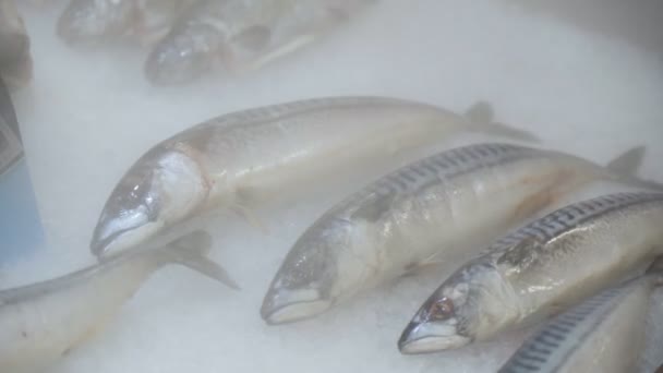 Frischer Makrelenfisch in den Regalen des Verbrauchermarktes, gekühlt durch kalten Dampf. Selektiver Fokus — Stockvideo