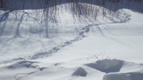 Paisaje invernal huellas de nieve en la nieve. Vista soleada paisaje luz del sol — Vídeo de stock