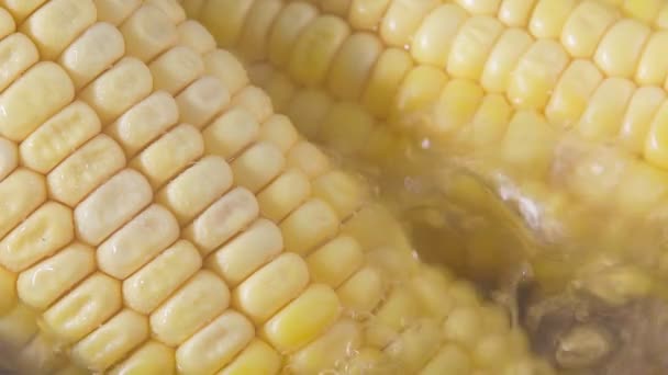 Raw peeled corn cobs are placed in a bowl with water for cooking. Close up — Vídeo de Stock