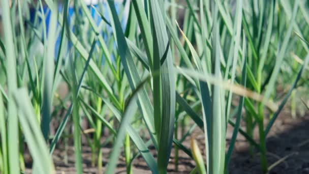 Garlic plant growing on the soil, Rows of garlic plants on the field. — Vídeo de stock