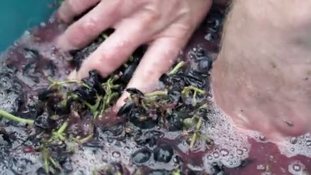 Winemaking at home, squeezing grape juice by hand, the natural fermentation process. — Stok video