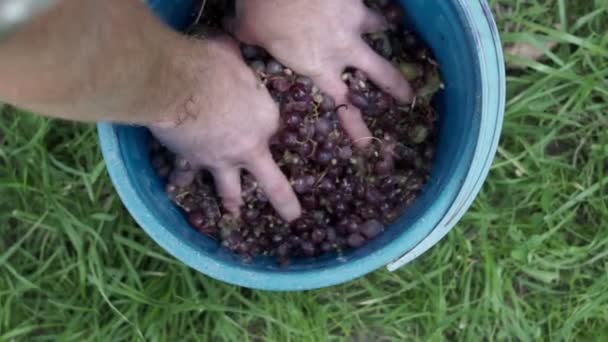 Squeezes the juice of grapes. The grapes are being prepared for fermentation. — 图库视频影像