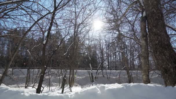 Winter landscape forest snow. Sunny view landscape sunlight nature tree — Wideo stockowe