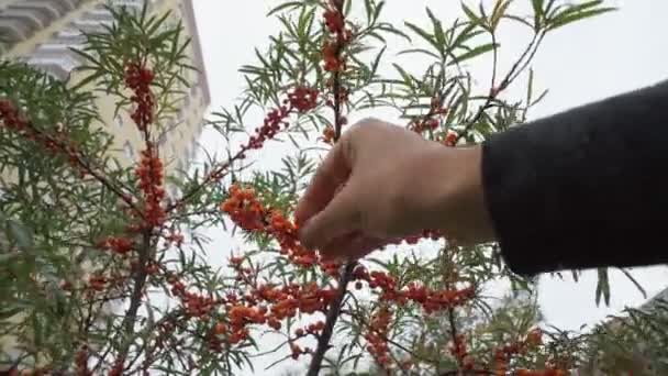 Rokitnik rosnący na drzewie z bliska Hippophae rhamnoides. Zakład medyczny. Skupienie selektywne — Wideo stockowe