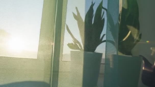 Gün batımında pencerenin pervazında ev yapımı çiçekler. İç mekan. Seçici odak — Stok video