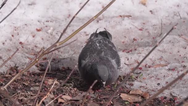 The pigeon has berries on the ground in spring. Selective focus. Melted snow — Stok video