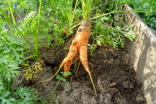 Ugly carrots in garden. Rejected food in markets stores concept. Selective focus