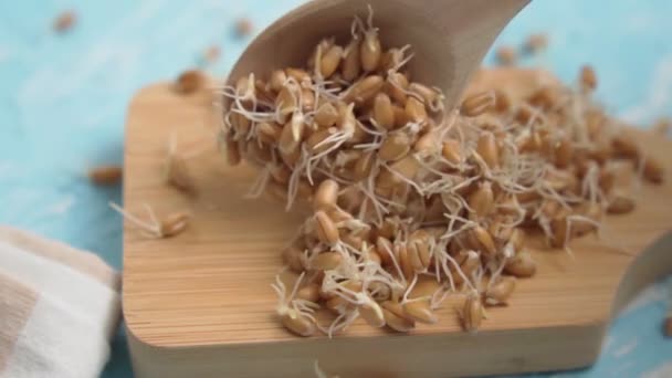 Пшеничні мікроби. Зневоднені зерна пшениці, здорова їжа. Повільний рух — стокове відео