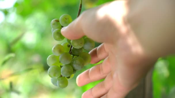 Ripe grapes on vine growing in vineyard at sunset time, selective focus. — 图库视频影像