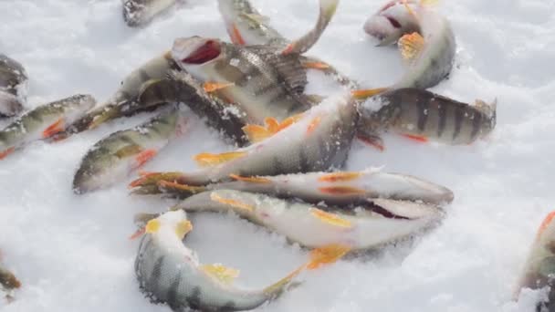 Rzeka okoń ryba w zimie w śnieg. Połów zimowego rybołówstwa na lodzie — Wideo stockowe