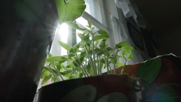 Mudas de tomate jovens em vasos de plástico no peitoril da janela pronto para plantar. Foco seletivo — Vídeo de Stock