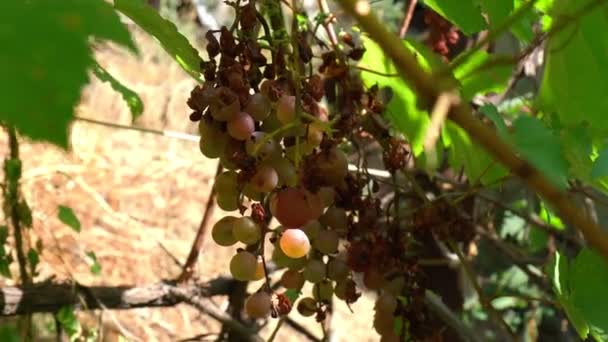 Bortskämda svarta druvor på en gren. Jordbruksarbete. Selektiv inriktning — Stockvideo