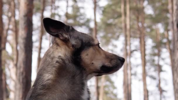 Ormandaki bir köpeğin portresini yakından çek. Bahar parkında bir yürüyüş. — Stok video