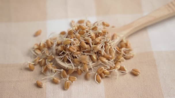 Зародження Пшениці Крупним Планом Здорова Їжа Повільний Рух Вибірковий Фокус — стокове відео