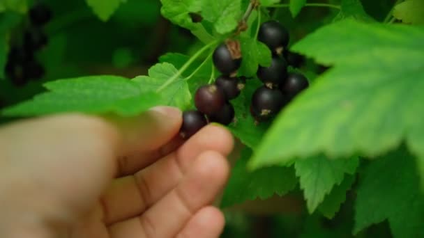 Sklizeň Bobulí Černého Rybízu Zahradě Pěstuje Venku Kultivace Konceptu Zeleně — Stock video
