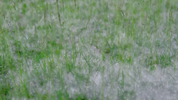 Fluff Lies Green Grass Texture Strong Allergen Health Hazard Concept — Video Stock