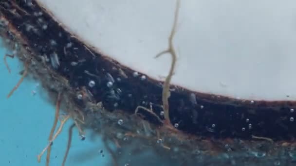 ココナッツフルーツのクローズアップ水の下で マクロ 新鮮な果物 — ストック動画