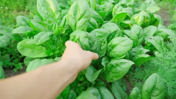 Green Spinach Growing Garden Vegetable Farm Healthy Food Your Own — Stock video