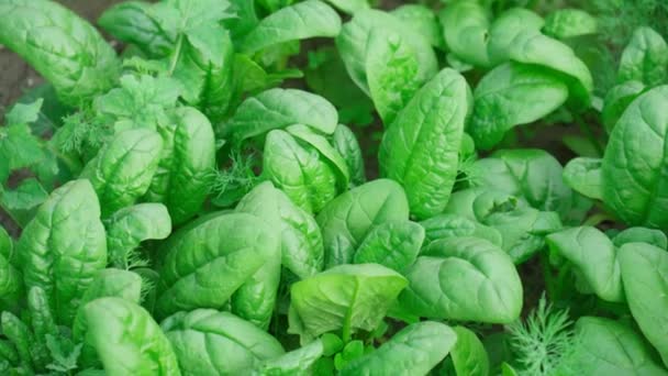 Green Spinach Growing Garden Vegetable Farm Healthy Food Your Own — 图库视频影像